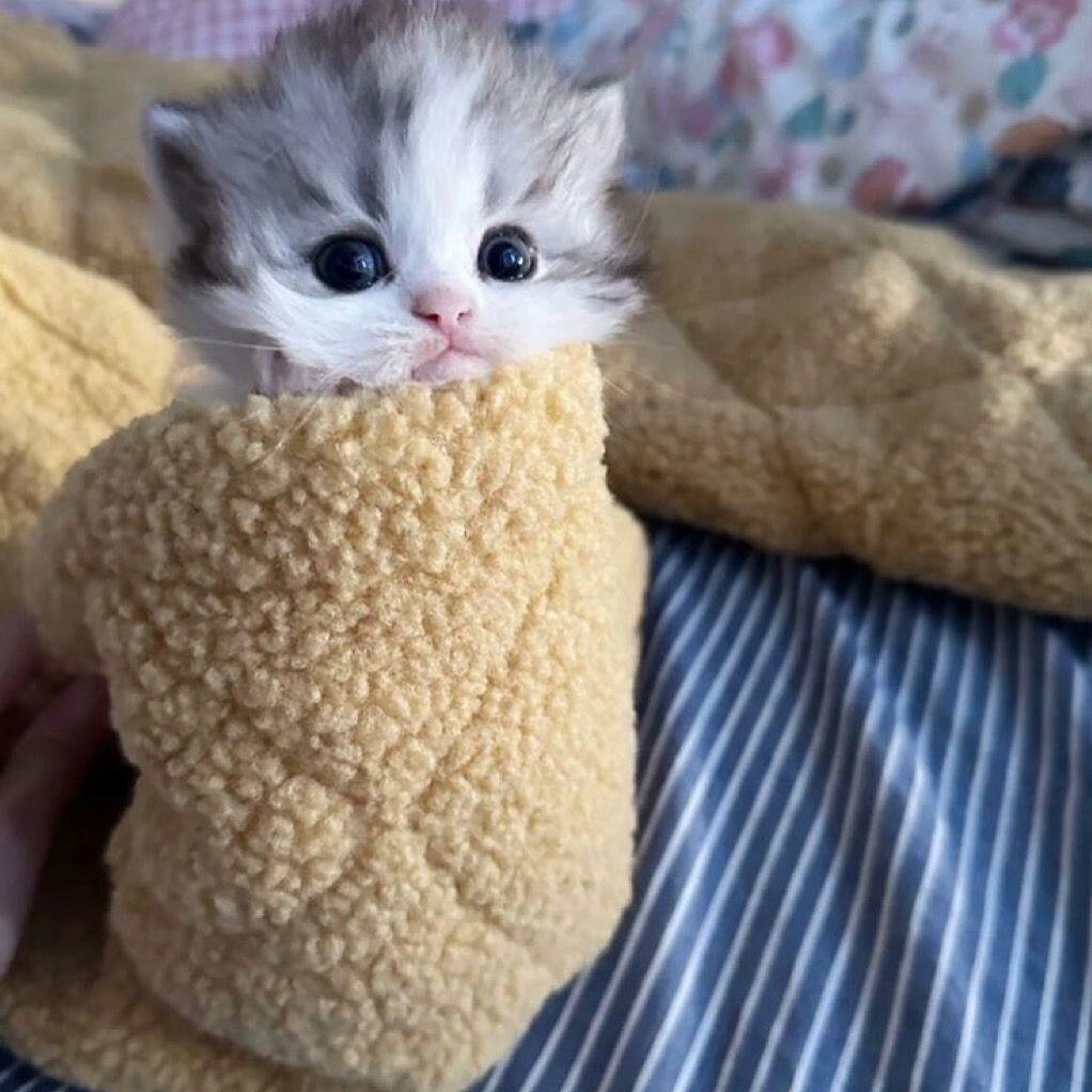 smol silly cat tweet media