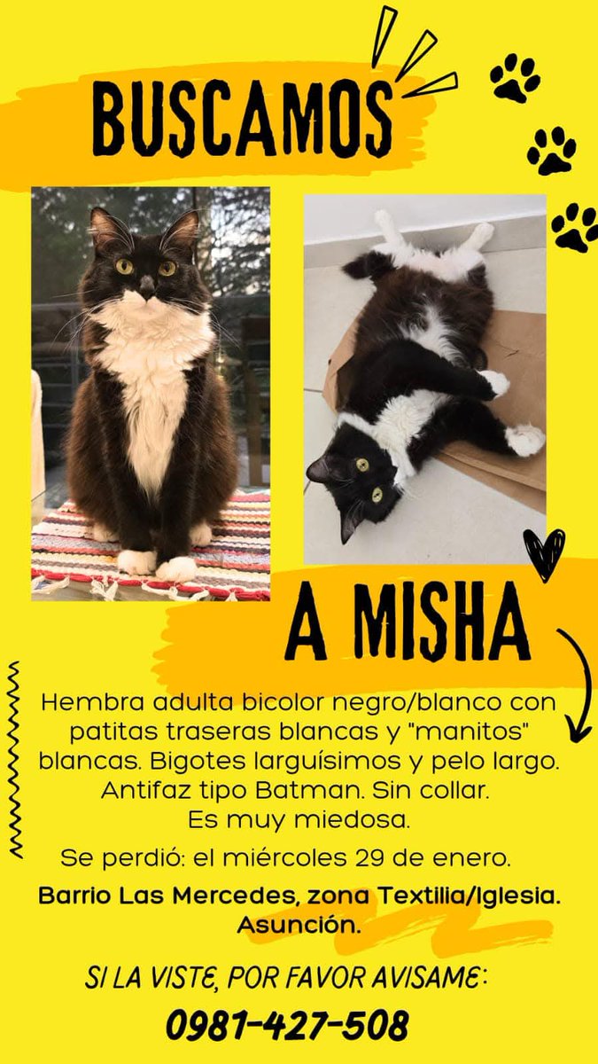 Buscamos a Misha RT 👇🏻