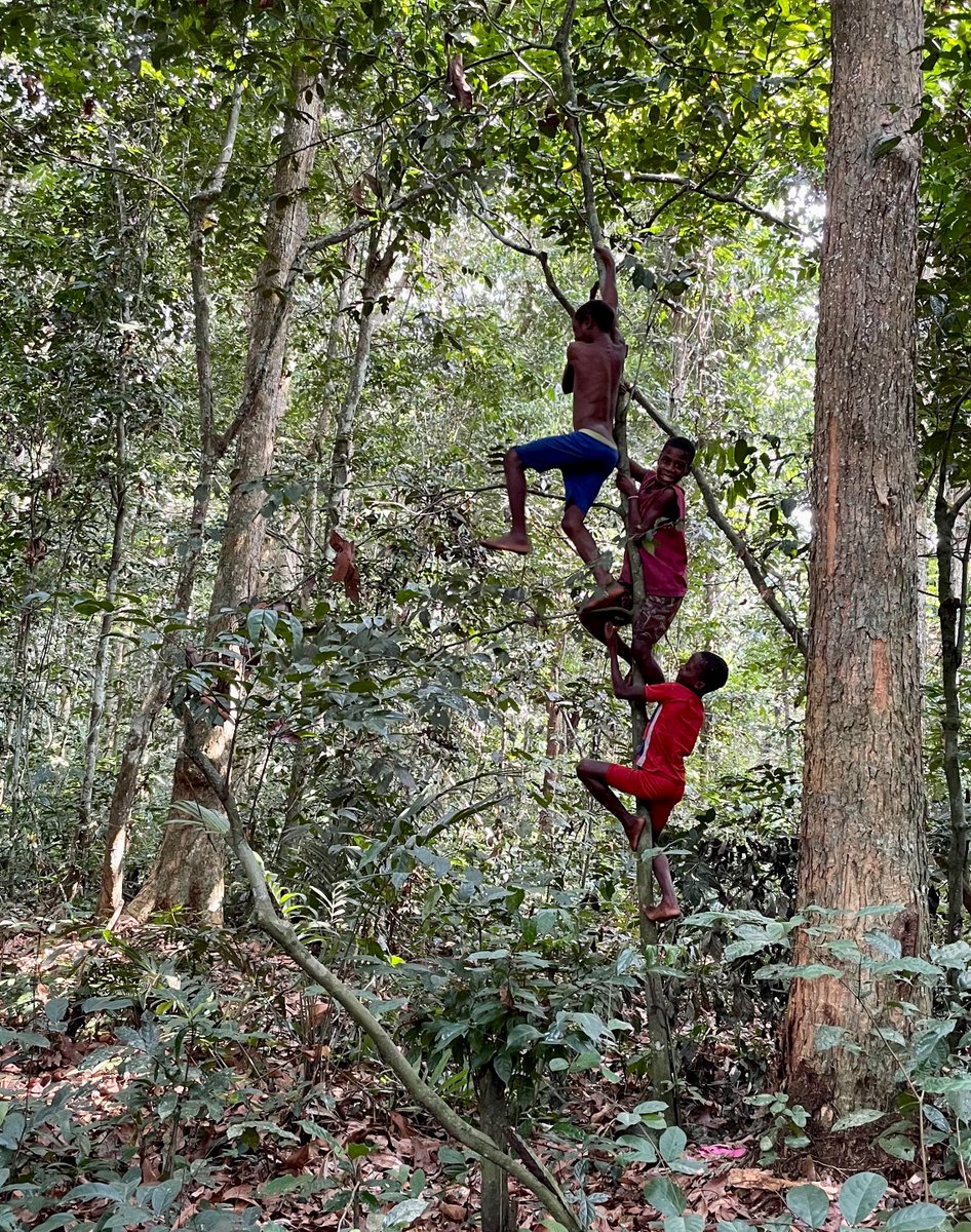 G. Deniz Salali (@denizsalali) on Twitter photo Our new paper is out! 🚀
BaYaka hunter-gatherer children are 3x more active than WHO recommendations & stay active as they age—unlike US/UK kids, whose activity declines with the start of formal schooling 📉.
Read more in <a href="/SciReports/">Scientific Reports</a>:
rdcu.be/d72T1 Our new paper is out! 🚀
BaYaka hunter-gatherer children are 3x more active than WHO recommendations & stay active as they age—unlike US/UK kids, whose activity declines with the start of formal schooling 📉.
Read more in <a href="/SciReports/">Scientific Reports</a>:
rdcu.be/d72T1
