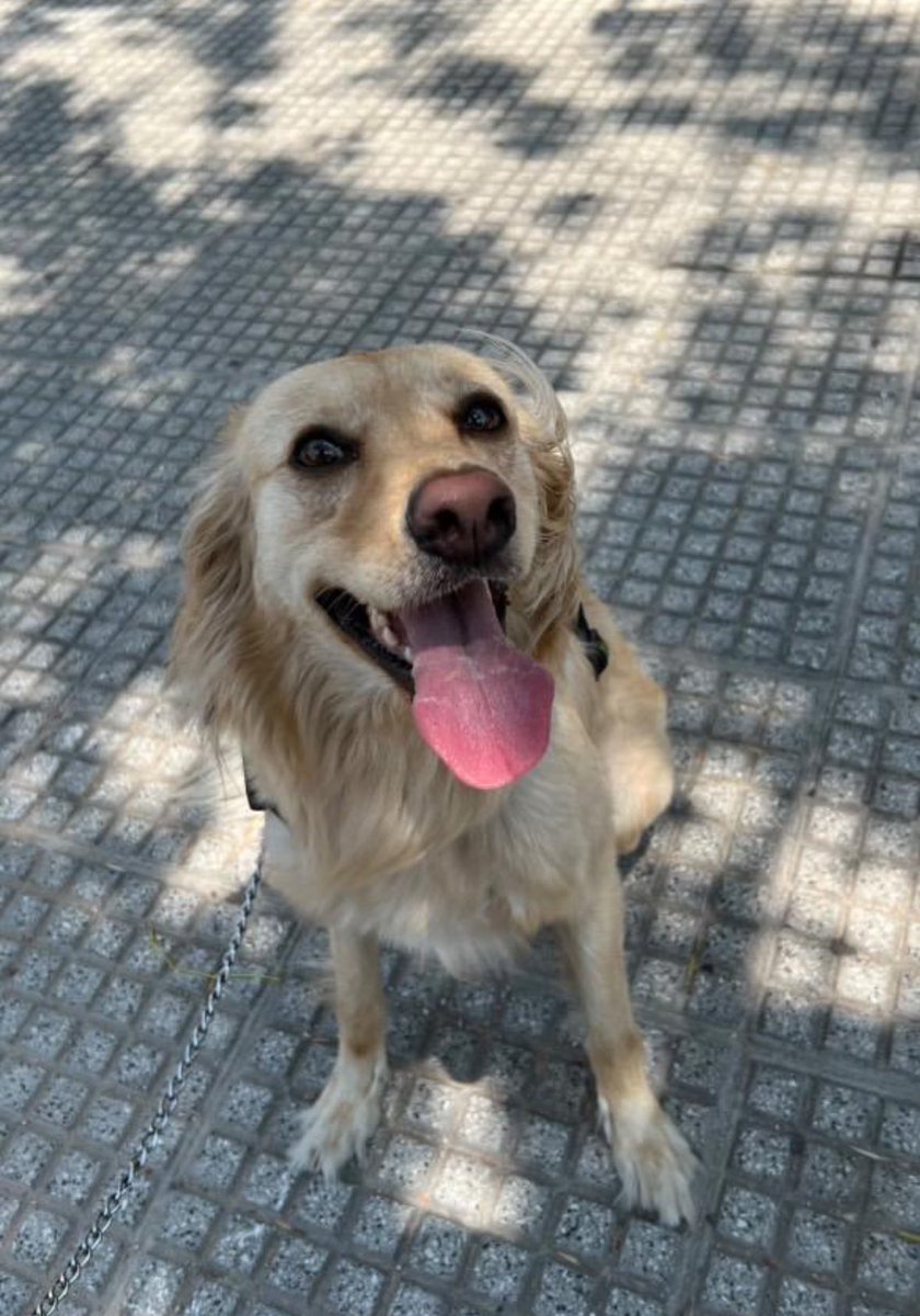 lagarzasosa_'s tweet photo. Becka tiene 4 años
su papá está muy enfermo, internado y ya no podrá hacerse cargo 
Castrada, vacunada y desparasitada 
Me cuentan que es súper dulce y le gusta que le rasquen la barriga, es sociable se lleva con súper con perros 
La queres adoptar? 
Caba y GBA 
Pablo 11 62644456 https://t.co/hUMyn5IZy3