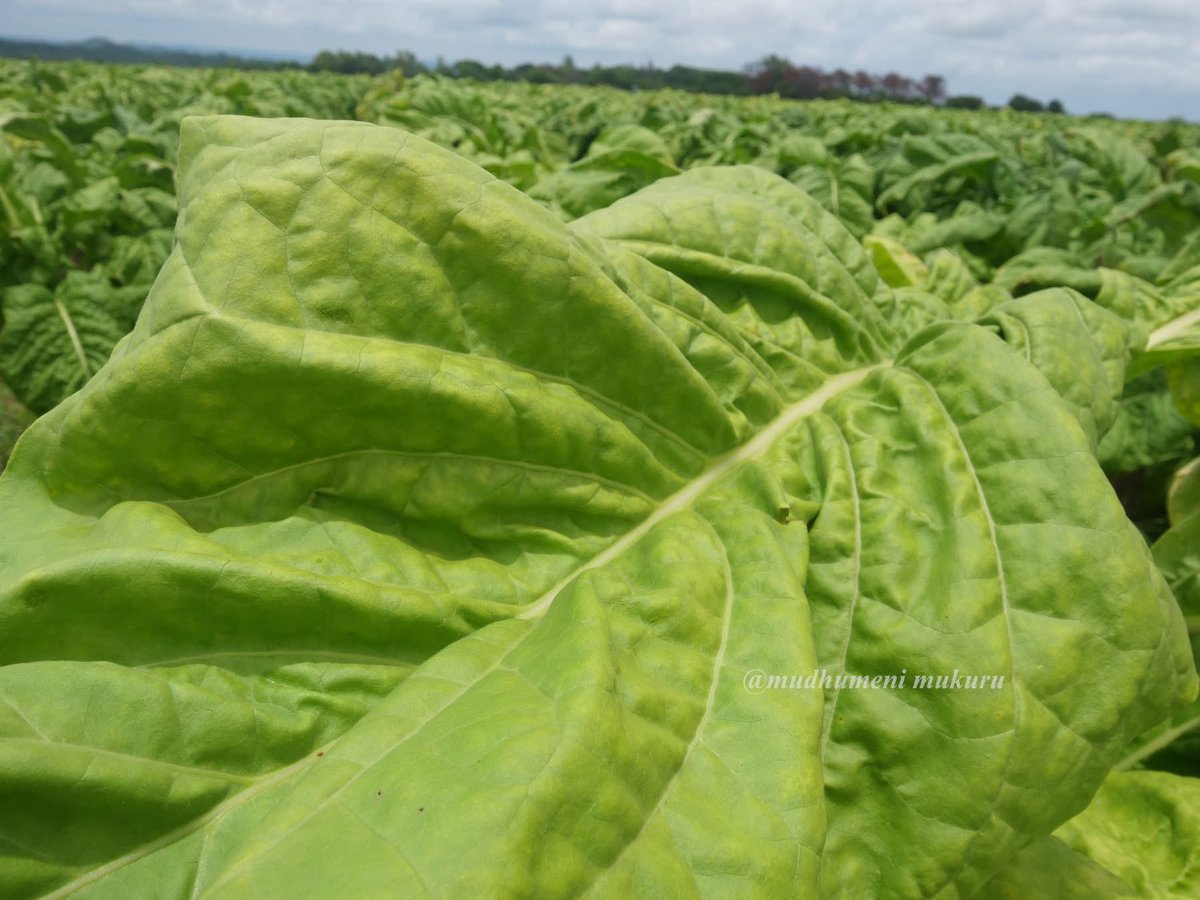 The beauty of a good healthy leaf.