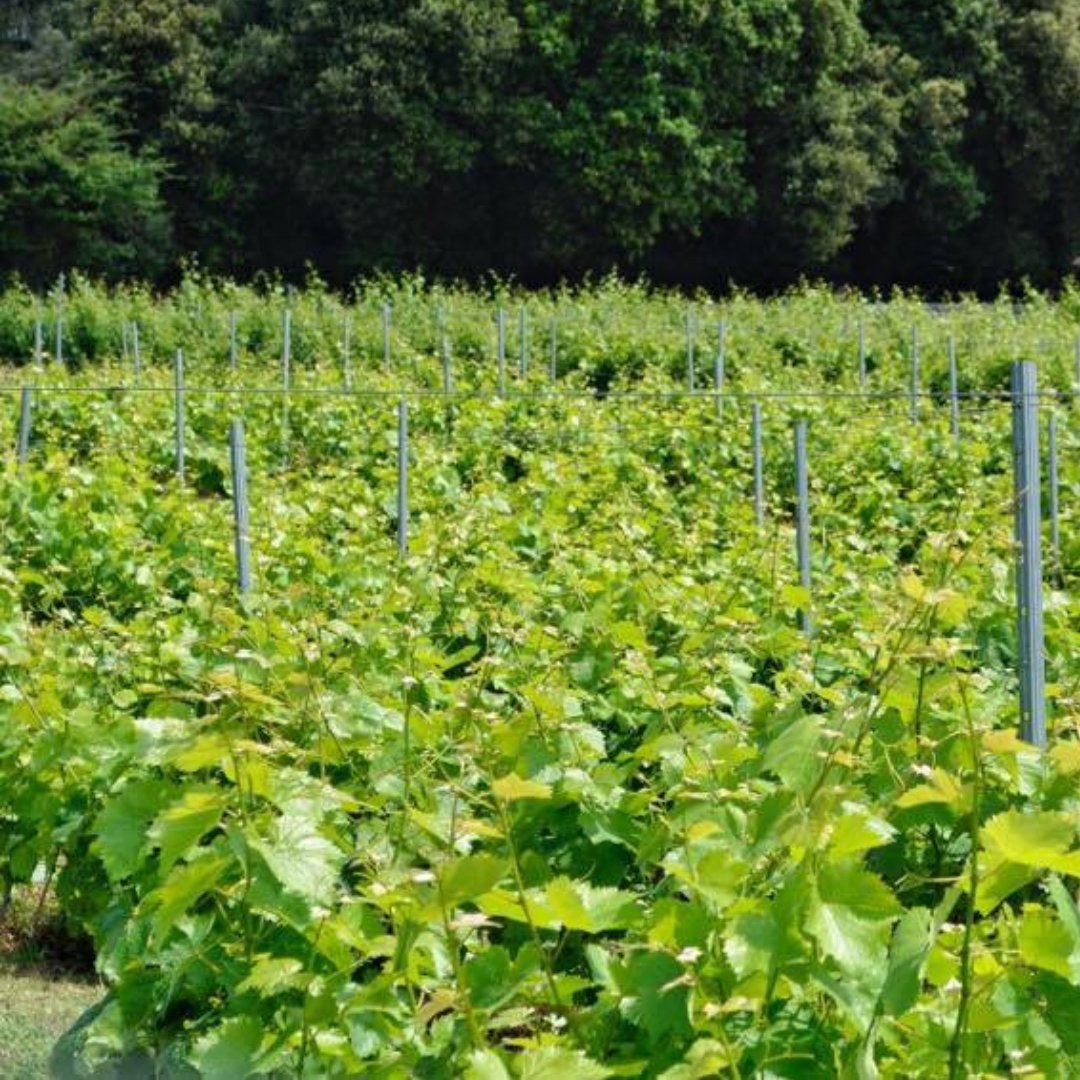 ¿Vino y queso? La pareja perfecta 🧀🍷 ¡Una combinación que ha deleitado paladares a lo largo de los siglos! Visítanos y pruebas nuestras catas 👉 ¡Te esperamos para compartir este placer culinario que promete conquistar tus sentidos!🍾🧀 

 bodegasvidular.es