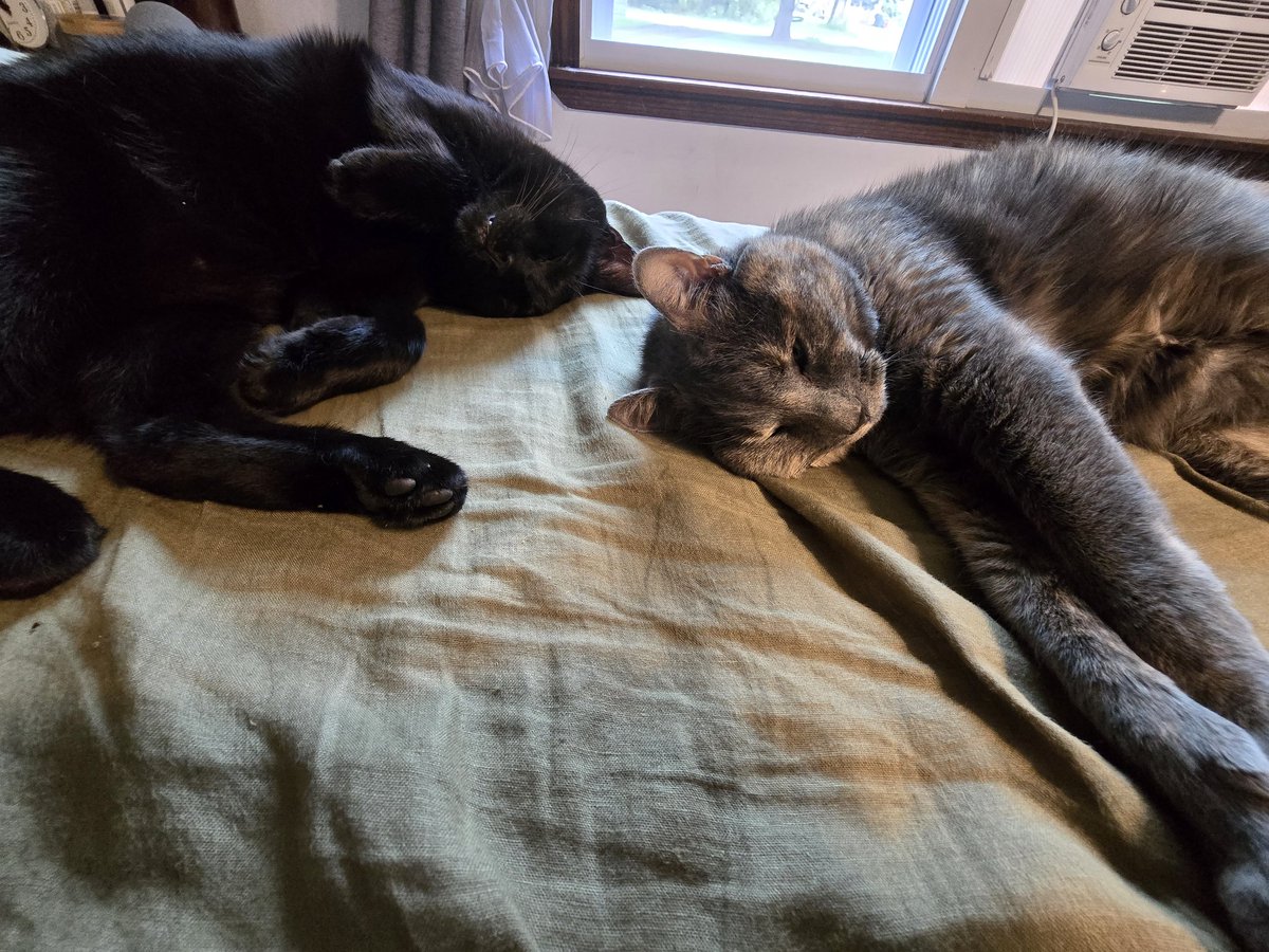 kaeepop's tweet photo. @watcherandmore Sincerely thought this was a photo of my cats at first glance. https://t.co/guGcOmZyIp