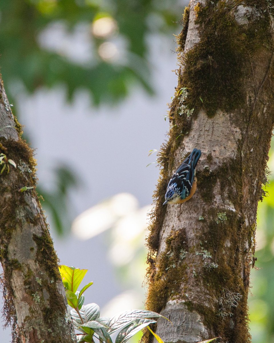 Introducing the enchanting Beautiful Nuthatch! 🐦
 
This eye-catching bird, with vivid blue, orange, and white plumage, can be spotted throughout the Himalayan forests. 🌳 It is a resident of several countries, including India, Bhutan, Myanmar, China, Laos and Vietnam.
 
The