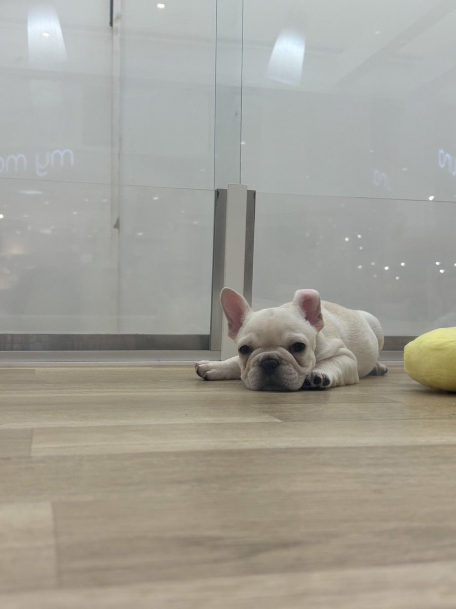 可愛過ぎるから即決🤣
一年以内に3匹目いってて嫁もよく許してくれるわ🥹