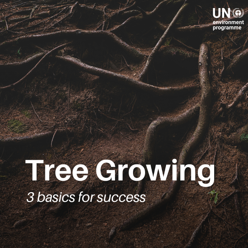 UNEP's tweet photo. Planting trees isn't just about tossing seeds or seedlings in the ground. It’s about growing them in the right ways.

Here's some #GenerationRestoration guidance to make every tree count.