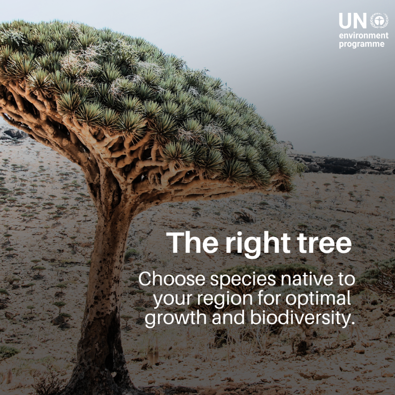 UNEP's tweet photo. Planting trees isn't just about tossing seeds or seedlings in the ground. It’s about growing them in the right ways.

Here's some #GenerationRestoration guidance to make every tree count.