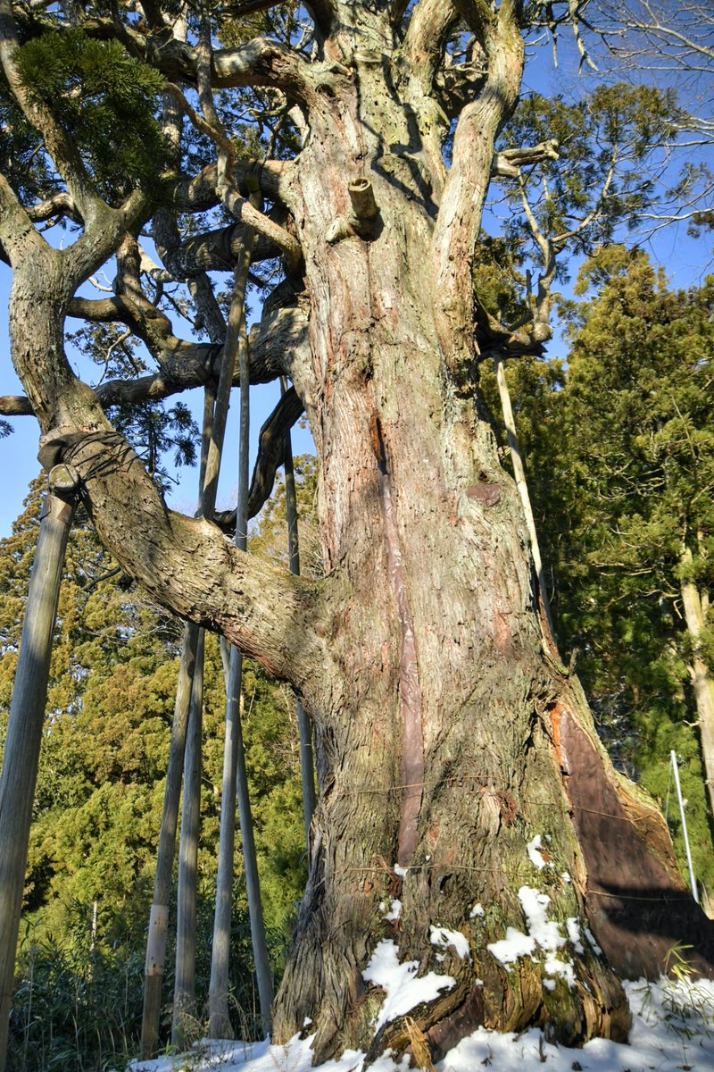 kyobokist's tweet photo. 木幡の大スギ
□福島県二本松市木幡
□幹周9.9m
□国指定天然記念物
二本松の巨木というと杉沢の大スギが筆頭だが、こちらも素晴らしい。
車でつづら折りの上り坂を進み、徒歩で階段を登らなくてはらないため、スリップや転倒が怖いが、根元から見る景色は、空気の澄んだ今の時期こそ美しいと思う。 https://t.co/w7GAVHCru6