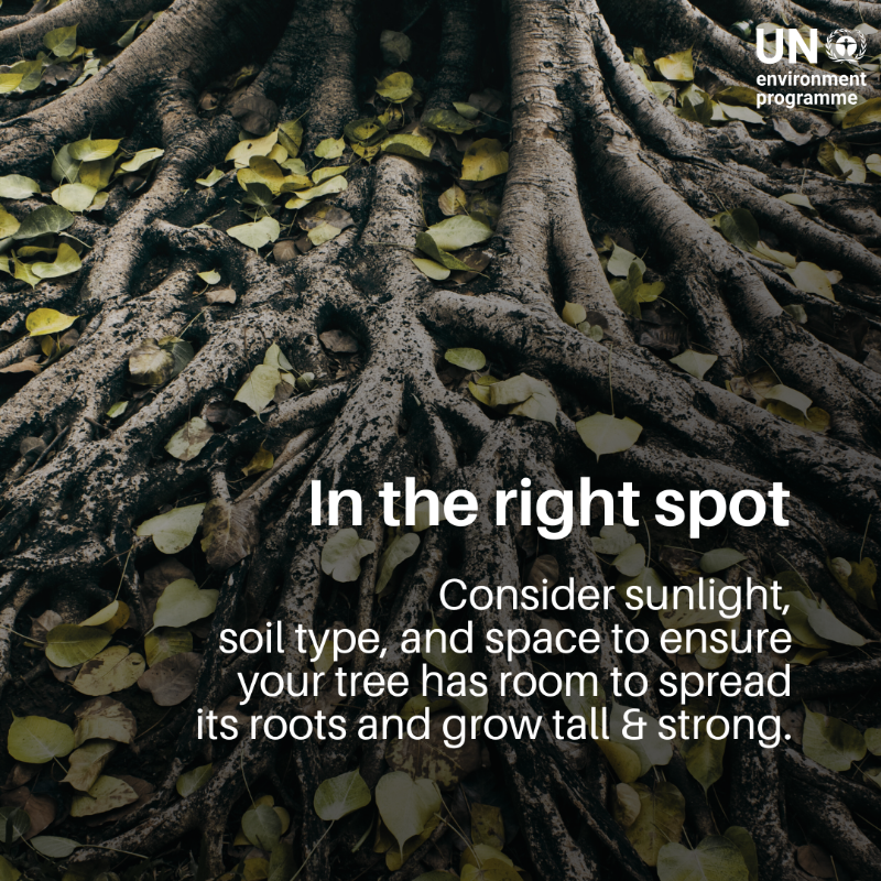 UNEP's tweet photo. Planting trees isn't just about tossing seeds or seedlings in the ground. It’s about growing them in the right ways.

Here's some #GenerationRestoration guidance to make every tree count.