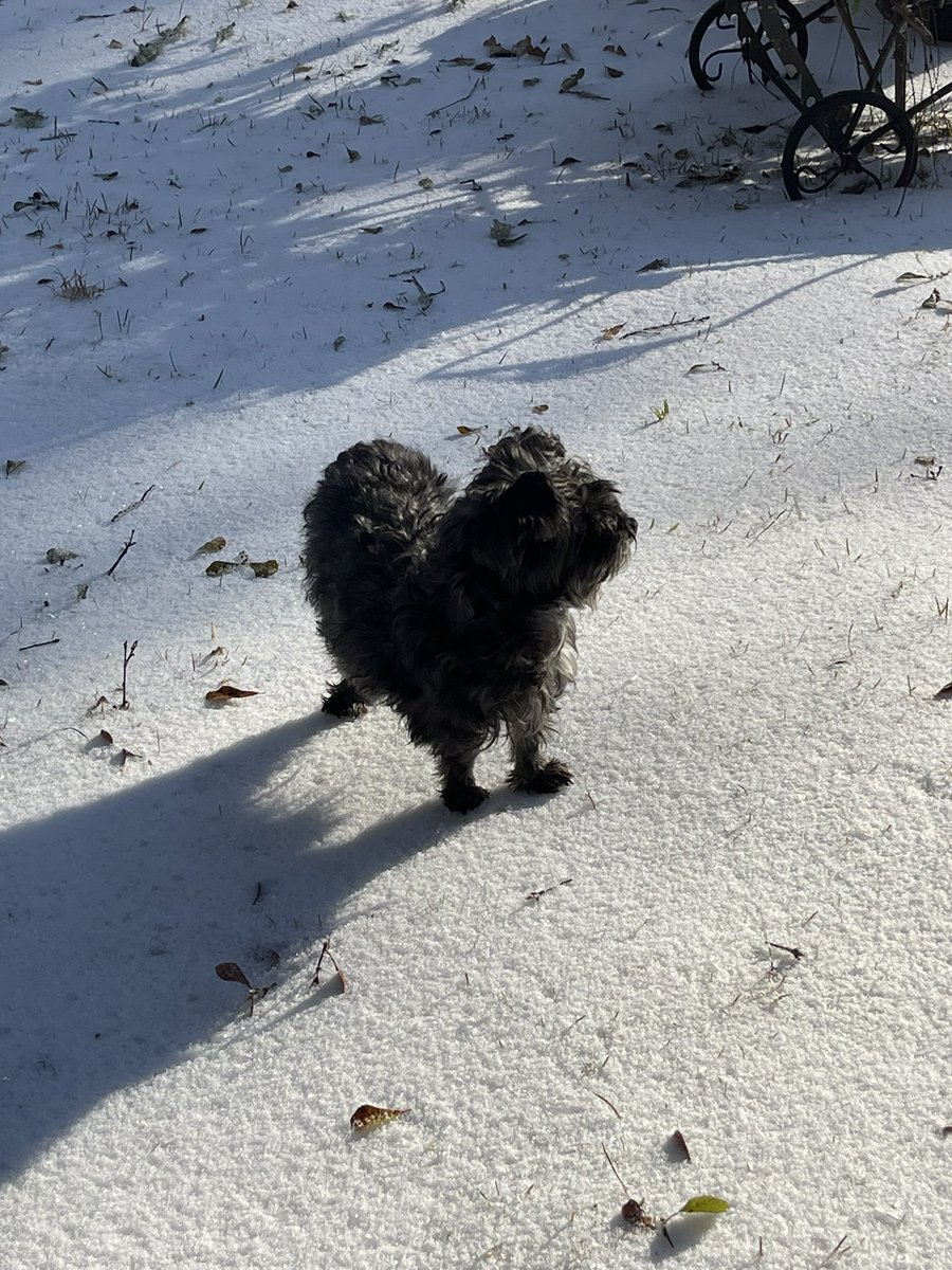 I think God for the angels that He has blessed me with whom when I suffer through those challenging days they come to my rescue.  Especially my dog Prince!