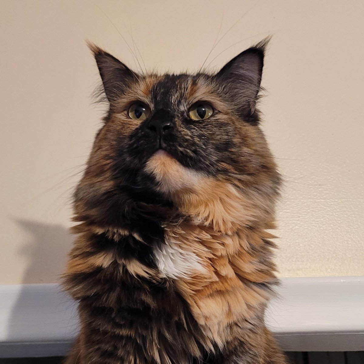 TylernolTV's tweet photo. @DrLupo This is our maine coon Fig! https://t.co/Faq3aXG2O5