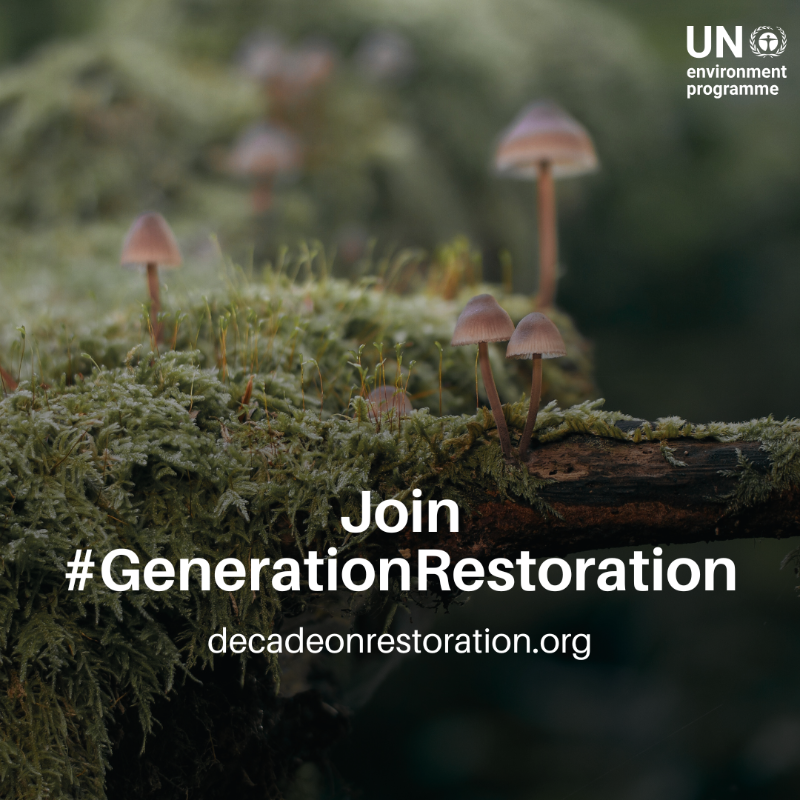 UNEP's tweet photo. Planting trees isn't just about tossing seeds or seedlings in the ground. It’s about growing them in the right ways.

Here's some #GenerationRestoration guidance to make every tree count.