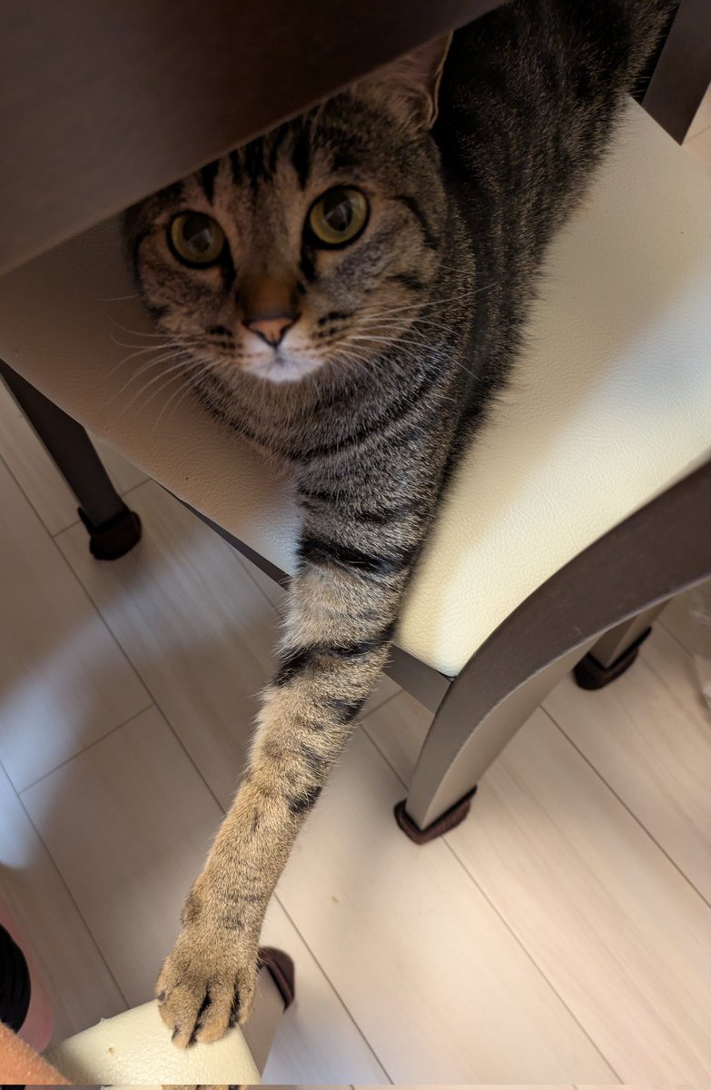 Korotaaaa's tweet photo. お隣で人間のごはん終わりを待つころた君（可愛い）
#猫のいる暮らし https://t.co/8dnv8TfAVt