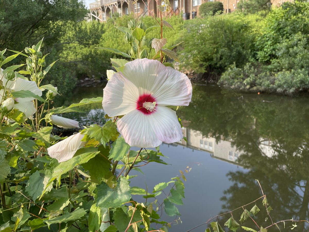TOMstormwater's tweet photo. #CoverChange Thursday

We live, work, &amp; play in @Morrisville_NC. Spring is very near for us. While we have relatively short winters, #stormwater stewardship is 24/7/365. What do you do to #keepstormwaterclean so flowers like this hibiscus can thrive? Let us know in the comments. https://t.co/sDvqfUwKD9