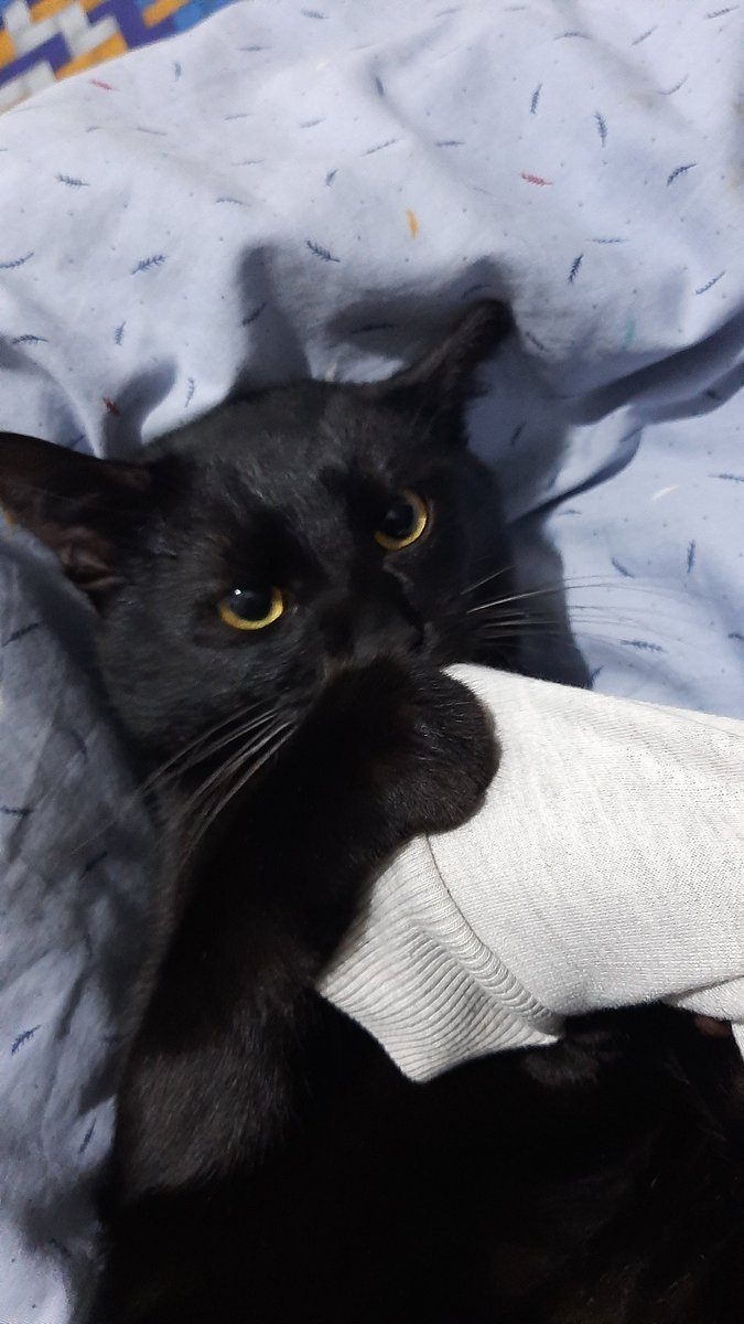 abang jadi kucing tunggal lagi, di awal smpt ngeong-ngeong nyariin ketah, tp skrg udah biasa lagi, semoga abang ga kesepian ya😔🙏🏻