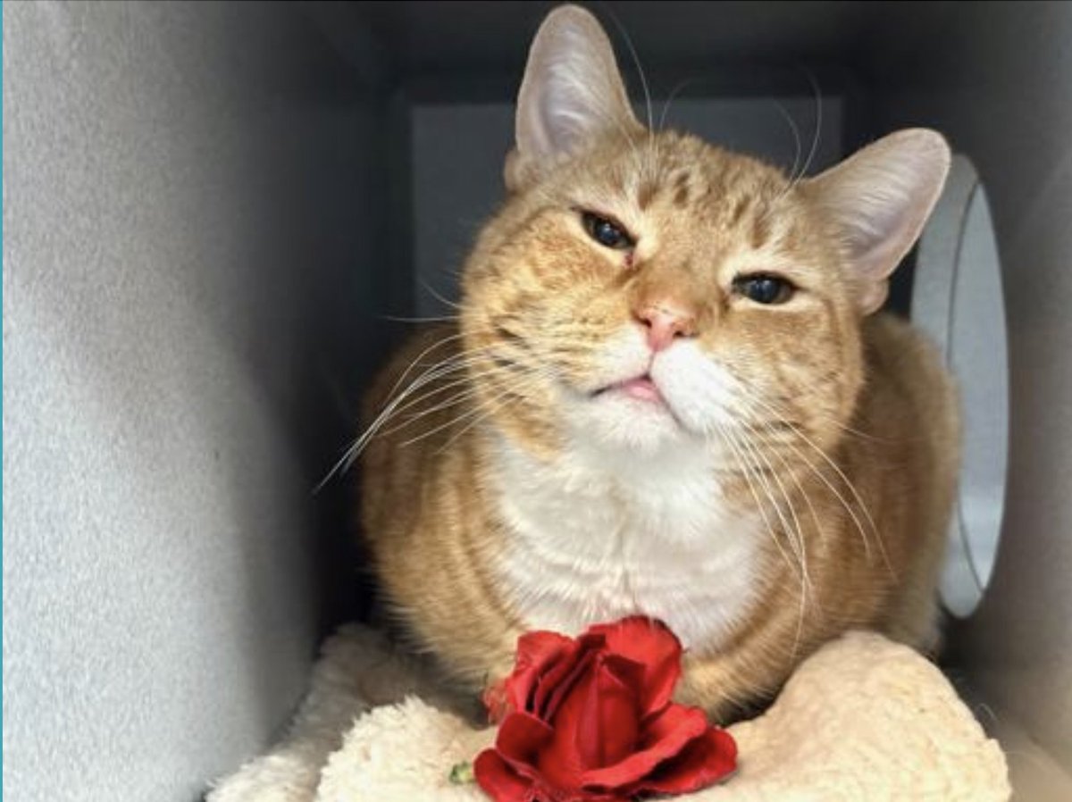 🔥🔥🆘🆘For Buddy 5 yo in Manhattan ACC already neutered 🆘🆘😿💔
Buddy is Fiv + and still needs out asap 🆘🆘🔥

Client had found Buddy back in July and decided to take him in home and care for him for the time being as she had gotten attached and did not want to leave him