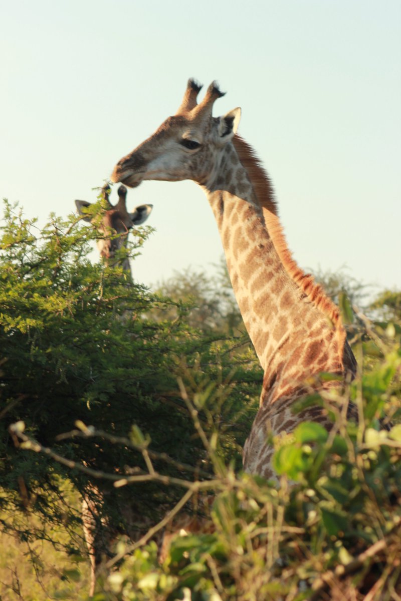 iSimangalisoZA's tweet photo. Get up close and personal with these incredible tallest land mammals the Giraffes. Their towering necks stand out in the landscape and allow them to reach high levels of vegetation that other animals cannot access.
#visitisimangaliso
#wheremiraclesneverend
#aplaceofmanywonders https://t.co/rOWkq0GZIJ