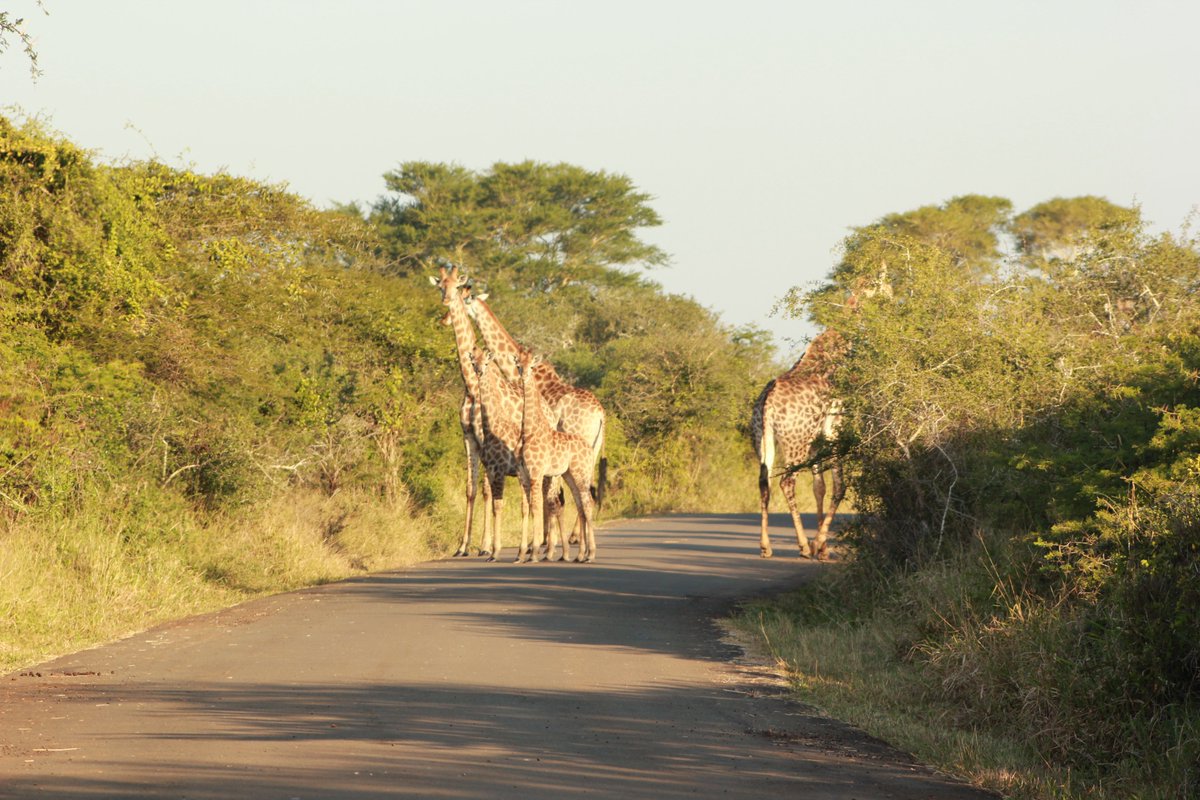 iSimangalisoZA's tweet photo. Get up close and personal with these incredible tallest land mammals the Giraffes. Their towering necks stand out in the landscape and allow them to reach high levels of vegetation that other animals cannot access.
#visitisimangaliso
#wheremiraclesneverend
#aplaceofmanywonders https://t.co/rOWkq0GZIJ