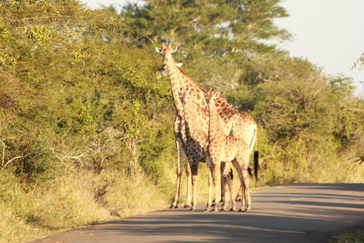 iSimangalisoZA's tweet photo. Get up close and personal with these incredible tallest land mammals the Giraffes. Their towering necks stand out in the landscape and allow them to reach high levels of vegetation that other animals cannot access.
#visitisimangaliso
#wheremiraclesneverend
#aplaceofmanywonders https://t.co/rOWkq0GZIJ