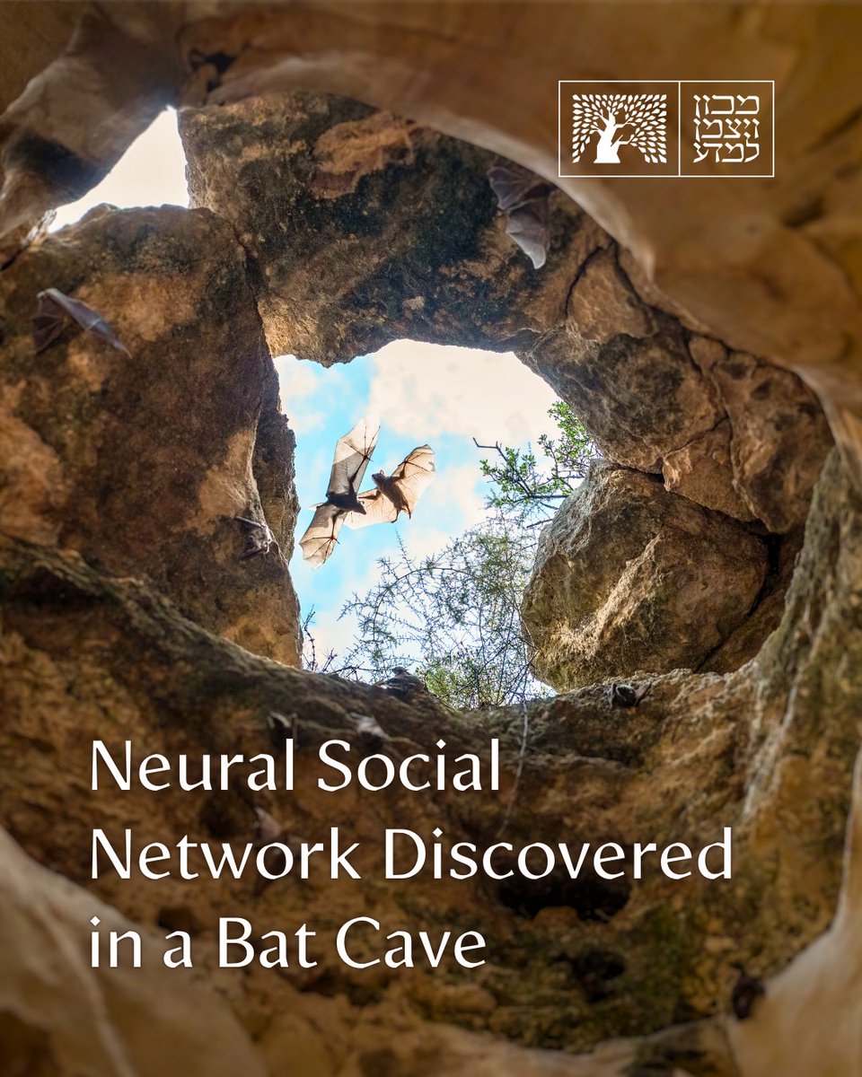Weizmann Institute (@weizmannscience) on Twitter photo Prof. Nachum Ulanovskyās team found that bat hippocampal neurons, known for spatial mapping, also encode social info like identity, status & relationships - creating a unified social-spatial map of the world >> doi.org/10.1126/scienc⦠š·Yuval Barkai <a href="/ScienceMagazine/">Science Magazine</a> Prof. Nachum Ulanovskyās team found that bat hippocampal neurons, known for spatial mapping, also encode social info like identity, status & relationships - creating a unified social-spatial map of the world >> doi.org/10.1126/scienc⦠š·Yuval Barkai <a href="/ScienceMagazine/">Science Magazine</a>