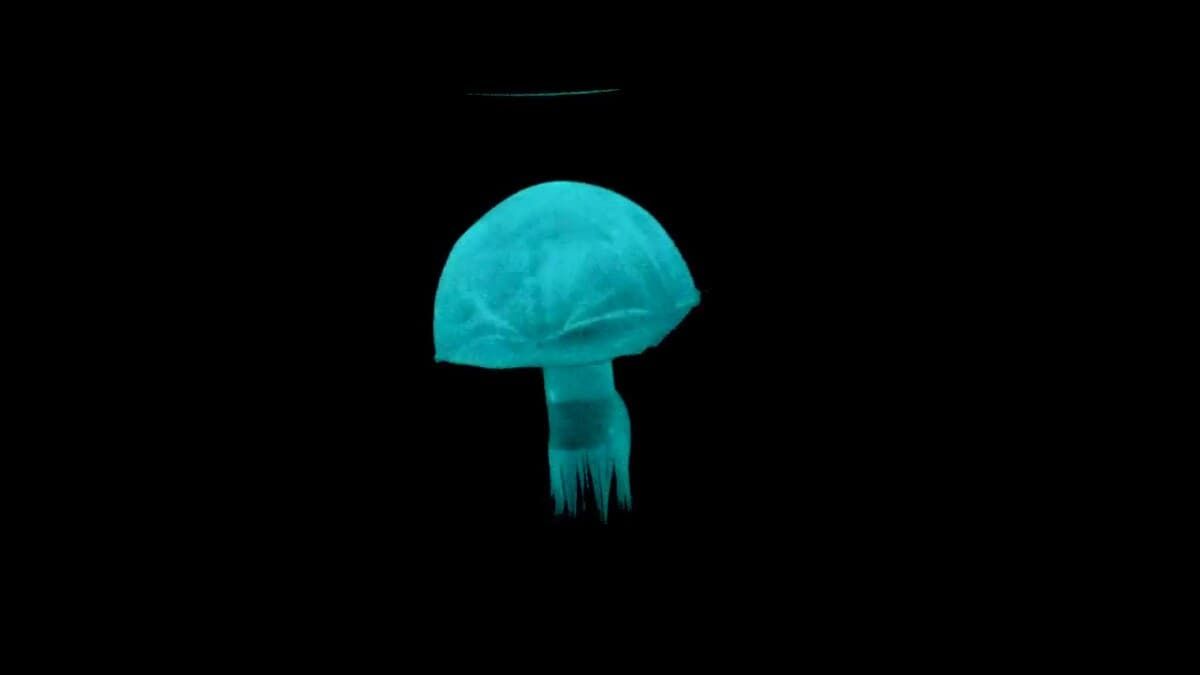 nwtls's tweet image. Researchers at Cornell University have been working on batteries that can &apos;flow&apos; through the internal structures of robots, kind of like how blood in humans&apos; veins powers our bodies.

newatlas.com/robotics/robot…

#RobotBlood #SoftBodiedJellyfish #WormRobots #EmbodiedEnergy…