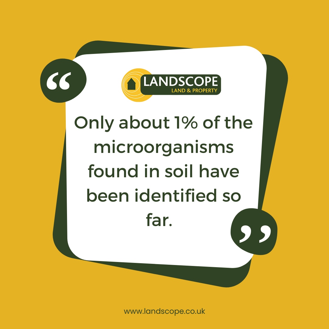 Landscopeltd's tweet photo. Did you know? Only about 1% of the microorganisms found in soil have been identified so far! 

If you’re in need of a soil classification report then call an expert at Landscope today…

https://t.co/S7sJxmwvn2

#soilfacts #soilclassification #Landscope #soilexperts https://t.co/SR2cHT5yj7