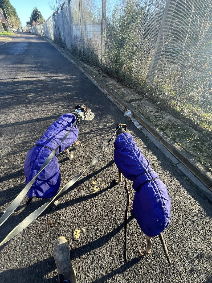cold morning walk with daisy (left) and lily (right)