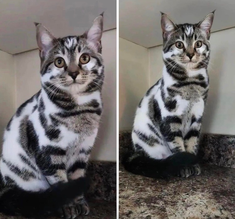 GonnaWatchFilms's tweet photo. Happy Good Thursday! 🥰
Enjoy this super pretty cookies and cream kitty. 🖤🤍 https://t.co/E8KBeG2MRJ