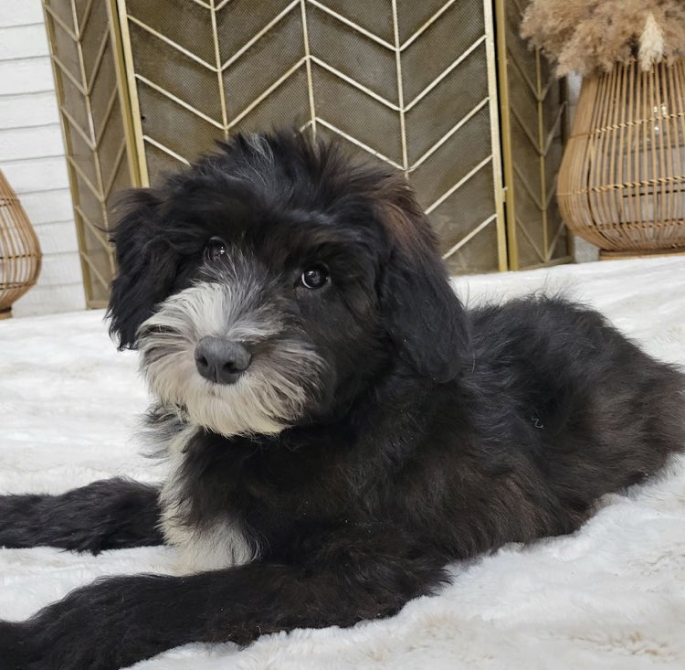 Our kids said if this puppy pic gets 10k likes by Sunday we have to go get him.