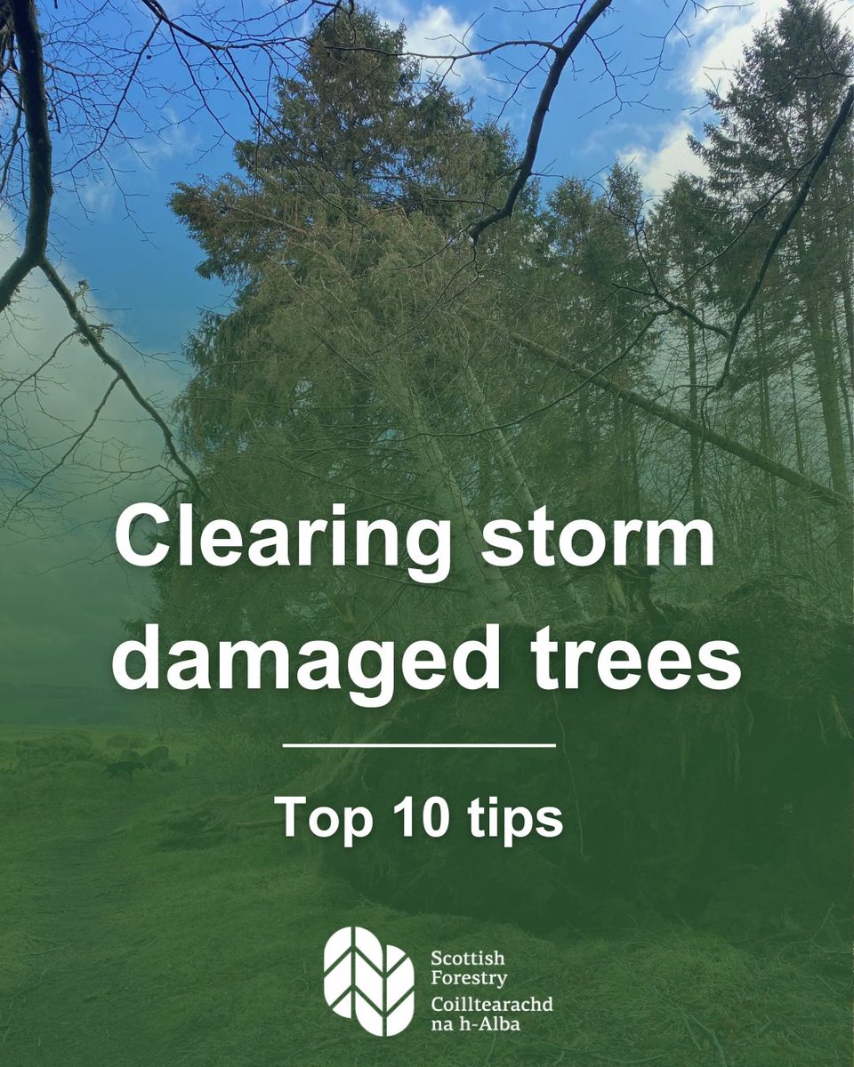 If you are a small scale woodland owner looking for advice on clearing trees after #StormEowyn, we have a simple Top 10 tips advice sheet which should help you. 

➡️forestry.gov.scot/publications/1…
