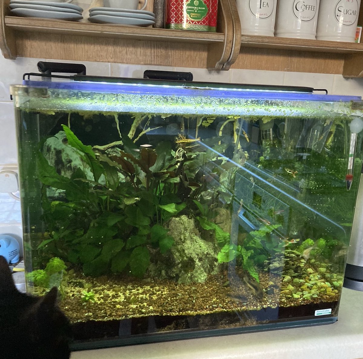 davidsupercat's tweet photo. All three of my aquariums cleaned and tidied today π #fishthursday https://t.co/AEUL8vJPop