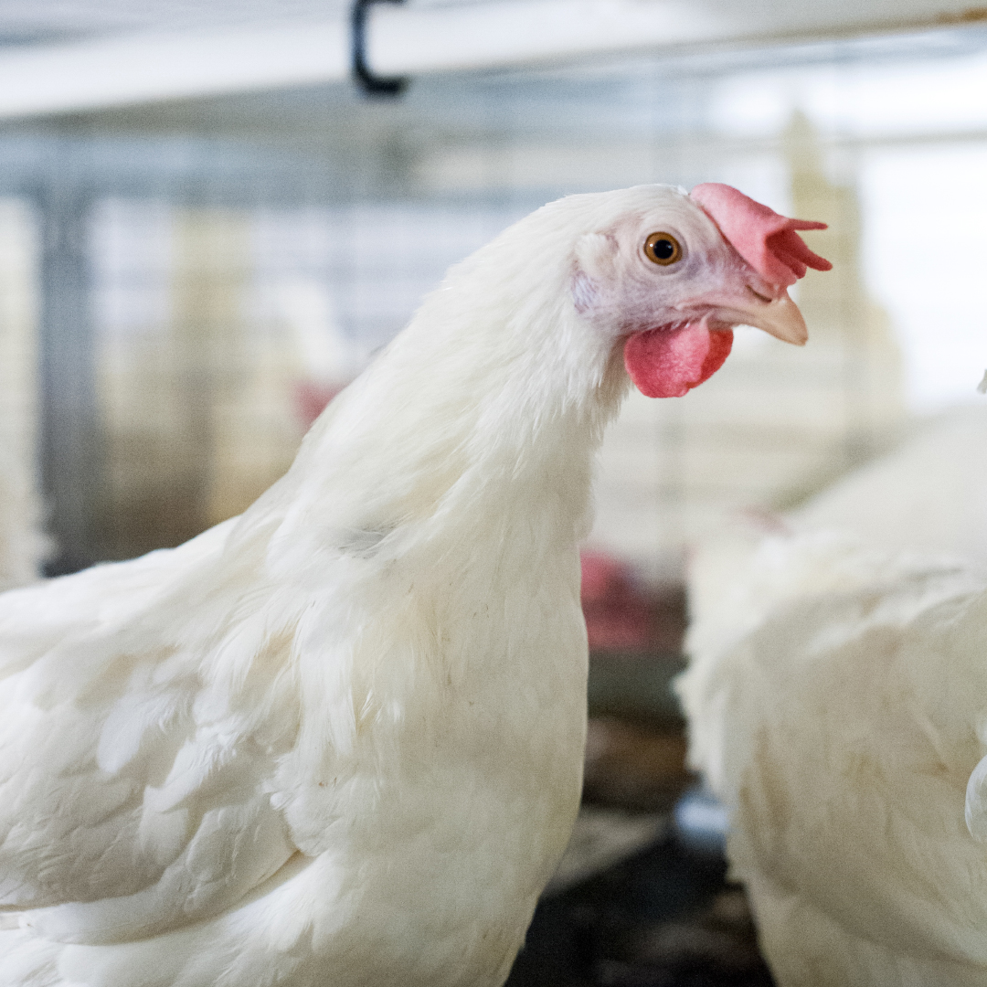 Egg Farmers tweet media