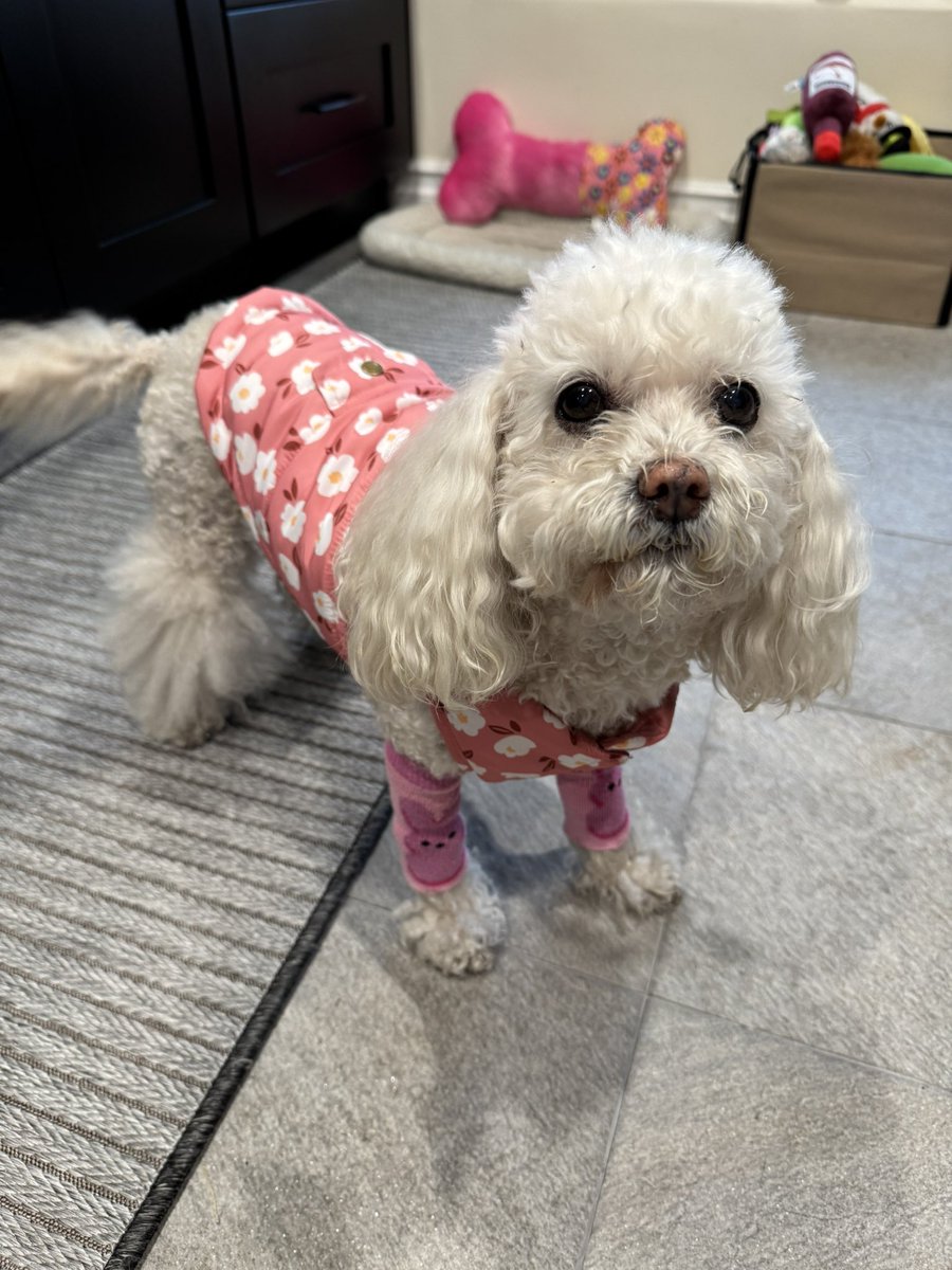 SuperBellaB1's tweet photo. Good mowning everyone! My doc says I have arthritis in my front elbows! But I insist that I’m still cute. Wove, B😘😅😁🩷💝💓😂🐩🐾🐾 https://t.co/7cV76dnN80