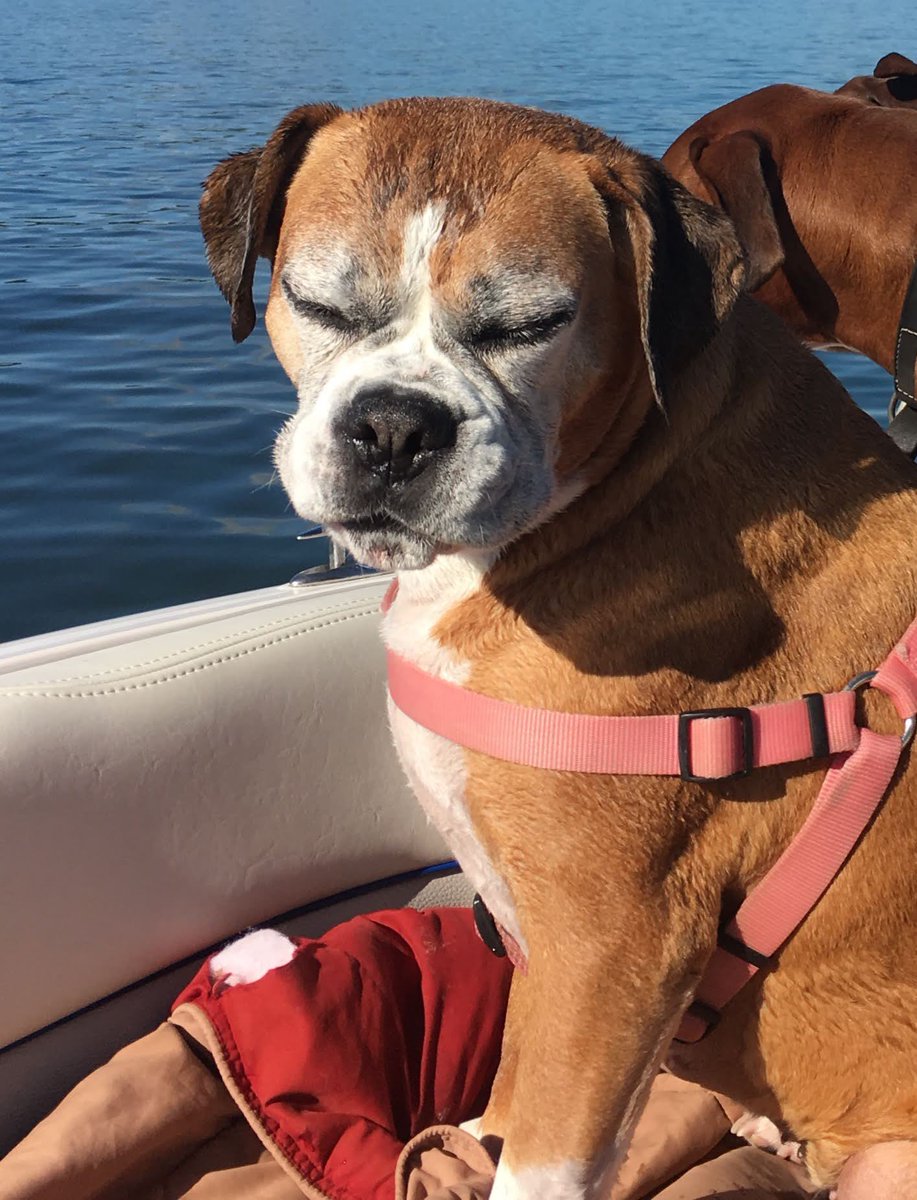 BellaBoosBros's tweet photo. #ThrowbackThursday
Bella Boo and Kona Boy boat riding at Lake Wallenpaupack #bromocrew #RIPBellaBoo #RIPKonaGoodBoy https://t.co/nwU6HNOvU2