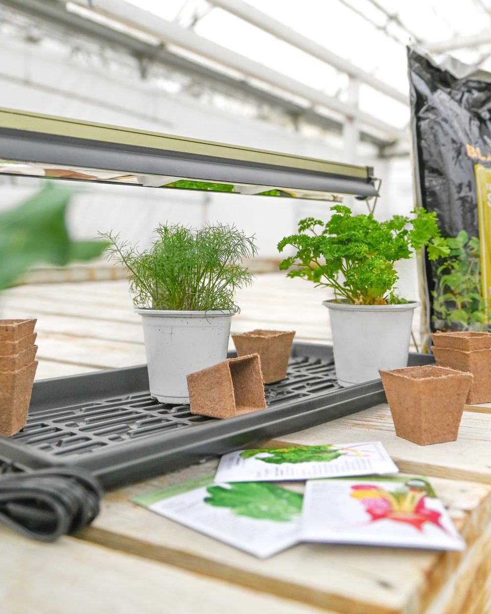 Mulhalls's tweet image. Believe it or not, spring is just around the corner – and that means it’s time to gather your seeds for another season in the garden 🌿 Learn more: bit.ly/40H8ijZ

#mymulhalls #seedstarting #Greenhouse #mulhalls #houseplants #omaha #seedswap