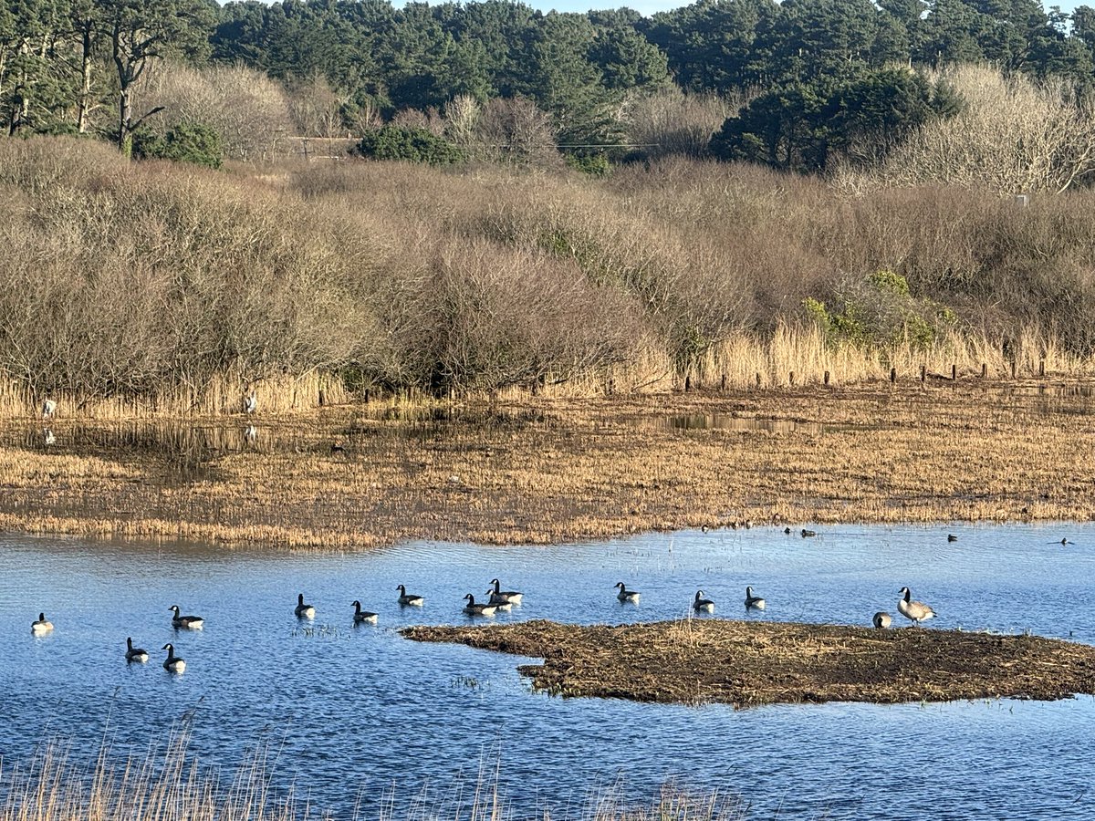 JackiHicks's tweet image. Finally some sunshine ☀️ #outforawalk #MarazionMarshes #StMichaelsMount #myphotography #nofilterneeded 📷