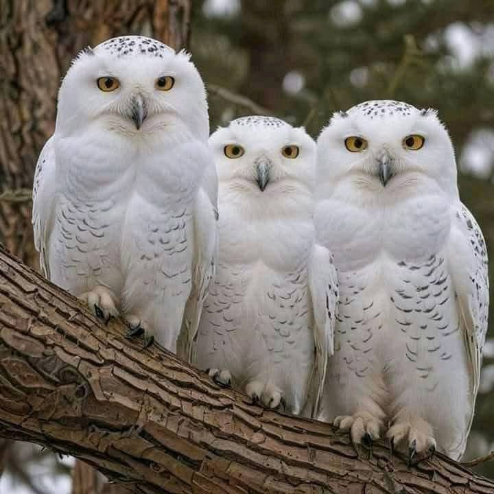 Owl heaven tweet media