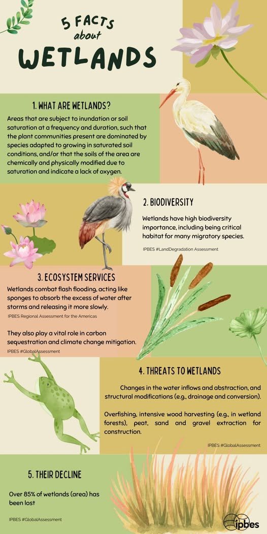 🌿🌊Wetlands provide crucial ecosystem services, combat flooding, &amp; support high #biodiversity!🦆
But they're disappearing fast: over 85% of the world's wetlands have already been lost.🐸
‌
Explore 5 key facts about these ecosystems with this infographic! ⬇️ via <a href="/IPBES/">ipbes</a>