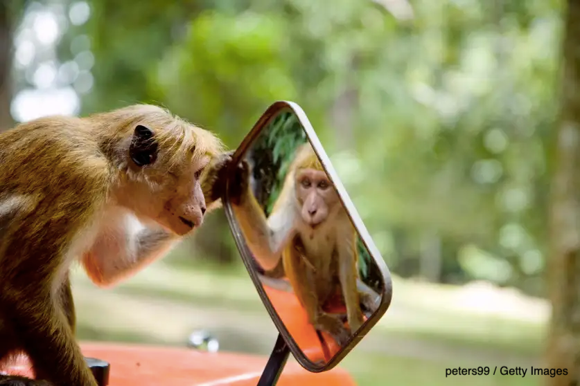 Here is my very positive review of The Moral Circle, a new book about animal consciousness and animal rights, by philosopher @JeffRSebo, for @NewScientist

newscientist.com/article/mg2653…