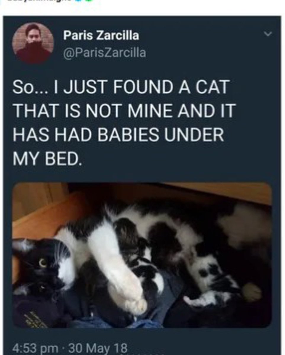 itsme_urstruly's tweet photo. The legend of cat dad - a wholesome thread 🧵

1. https://t.co/umZ7j6JYo1