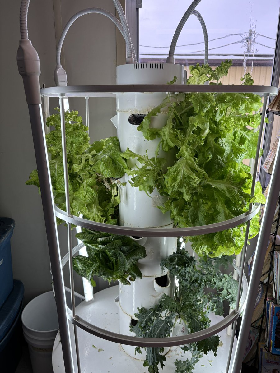 Such a pleasure visiting Mr Pouliot’s class this morning. I truly enjoyed listening to a new story! And the tower garden is in full bloom! <a href="/StAnneECO1/">St. Anne ECO Team</a> <a href="/MDonaldsonOCSB/">Meaghan Donaldson</a>