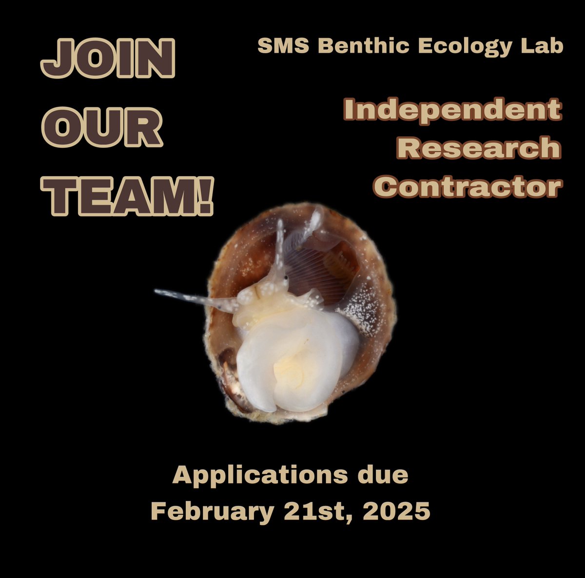 BenthicBrigade's tweet photo. 📢JOB ALERT! 
The SMS Benthic Ecology Lab is looking to hire an independent research technician contractor. 
Interested in applying? 
Visit https://t.co/v2NR0usiYg to see the full job description. 

Applications should be sent to Holly Sweat (SweatL@si.edu) by 5pm on 2/21/25. https://t.co/xq3YsNgEol
