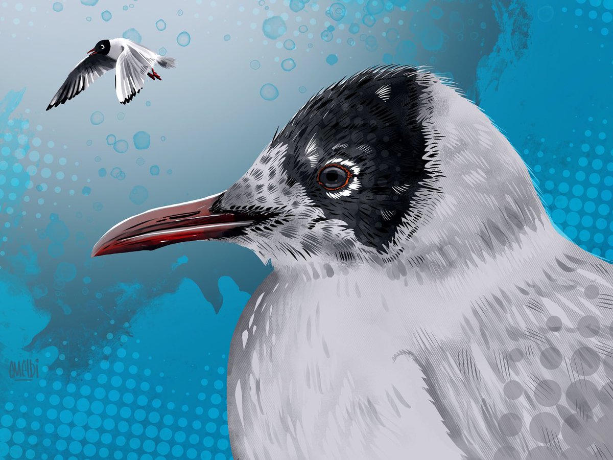 Black Headed Gull. My image for day thirty of #birbfest2025 #procreate #procreateartist #birdart #birbfest #blackheadedgull