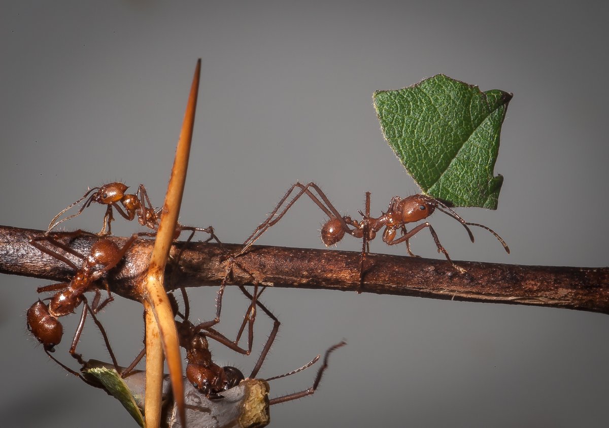 acrossthemargin's tweet photo. A journey to California, Costa Rica, and beyond in a celebration of the remarkable, efficient leafcutter ant. "The Ants Go Marching" by Marie Gethins: https://t.co/KZNGZRlBzN #Ants #Life #Travel #LeafcutterAnts #AntsMarching https://t.co/7HtLmQ3All