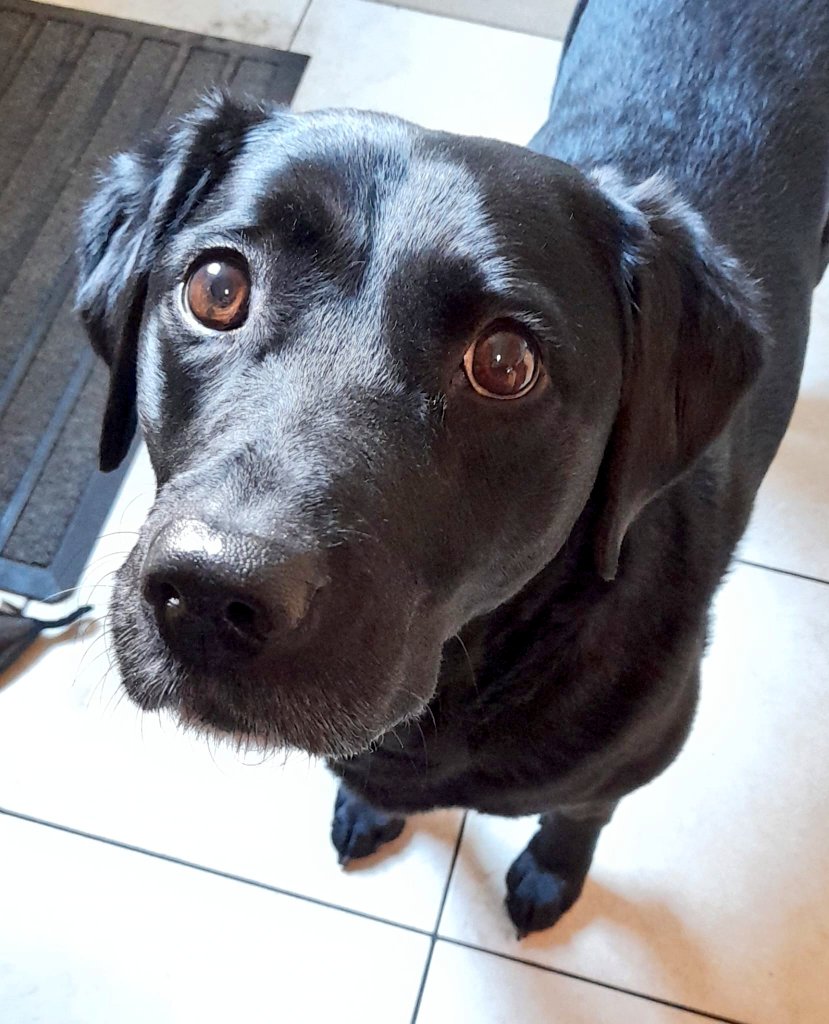 Captain Falcore tweet media