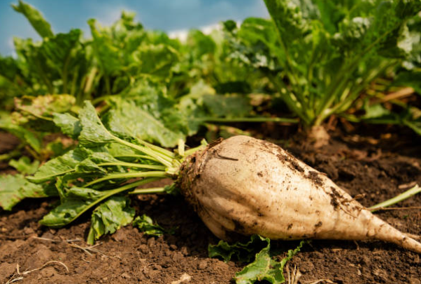 ¡¡Arrancamos enero en Cortijo de Jara con el cultivo de remolacha azucarera!! 🌱🍭
En nuestro cultivo, seguimos con pasión cada etapa de su crecimiento, apostando por la calidad y la tradición. 🚜💚
#cortijodejara #remolachaazucarera #campoytradicion #agricultura