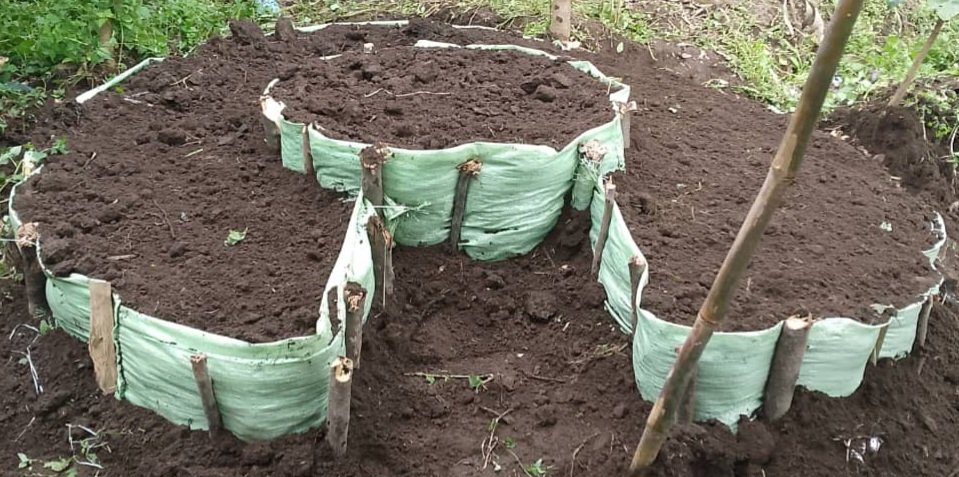 AgnesUwitonze's tweet photo. A kitchen garden is a valuable tool for eradicating malnutrition by providing a reliable source of fresh vegetables. It not only improves family nutrition but also helps reduce household expenses on purchasing vegetables.
this is @CorpsAfricaRda @IFAD
@musanzedistrict @KinigiSect https://t.co/huWY0VtgVm