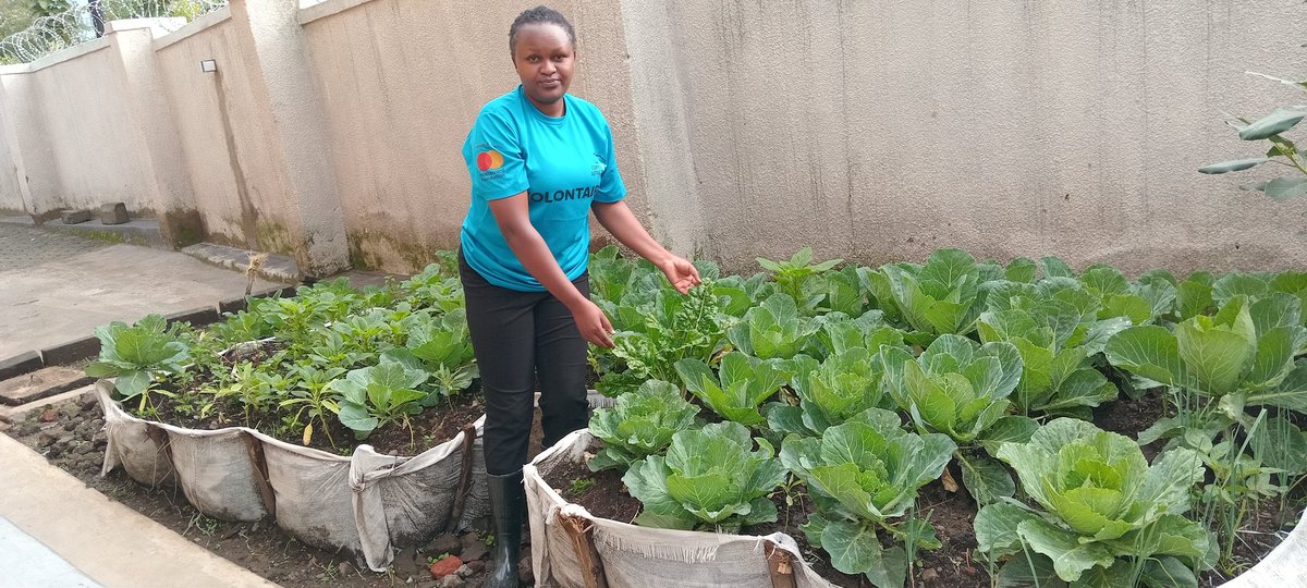 AgnesUwitonze's tweet photo. A kitchen garden is a valuable tool for eradicating malnutrition by providing a reliable source of fresh vegetables. It not only improves family nutrition but also helps reduce household expenses on purchasing vegetables.
this is @CorpsAfricaRda @IFAD
@musanzedistrict @KinigiSect https://t.co/huWY0VtgVm