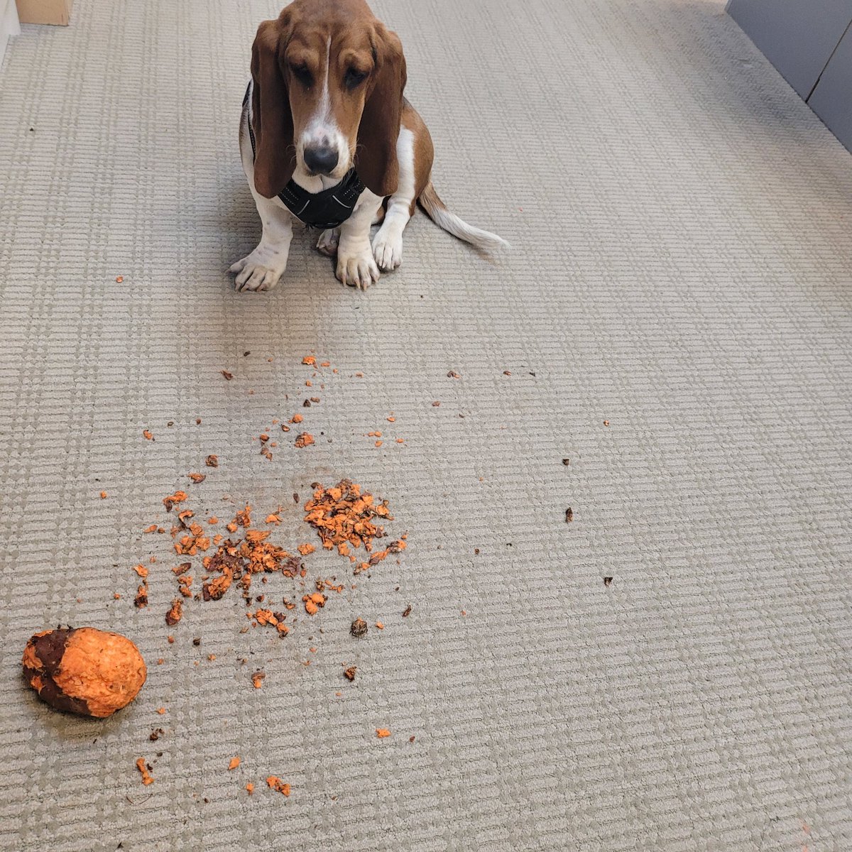 kingtodd's tweet image. 2 years ago, when a bit more than 1yo, Clementine dug a sweet potato out of a grocery bag, before I could get them all unpacked.
Anyone else have a young pup help themselves to the groceries?