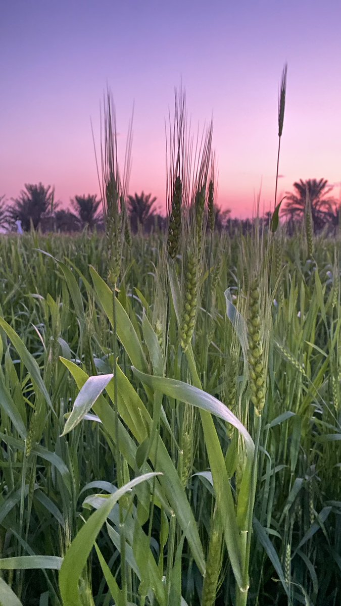 🌅🌾Sunset from the farm